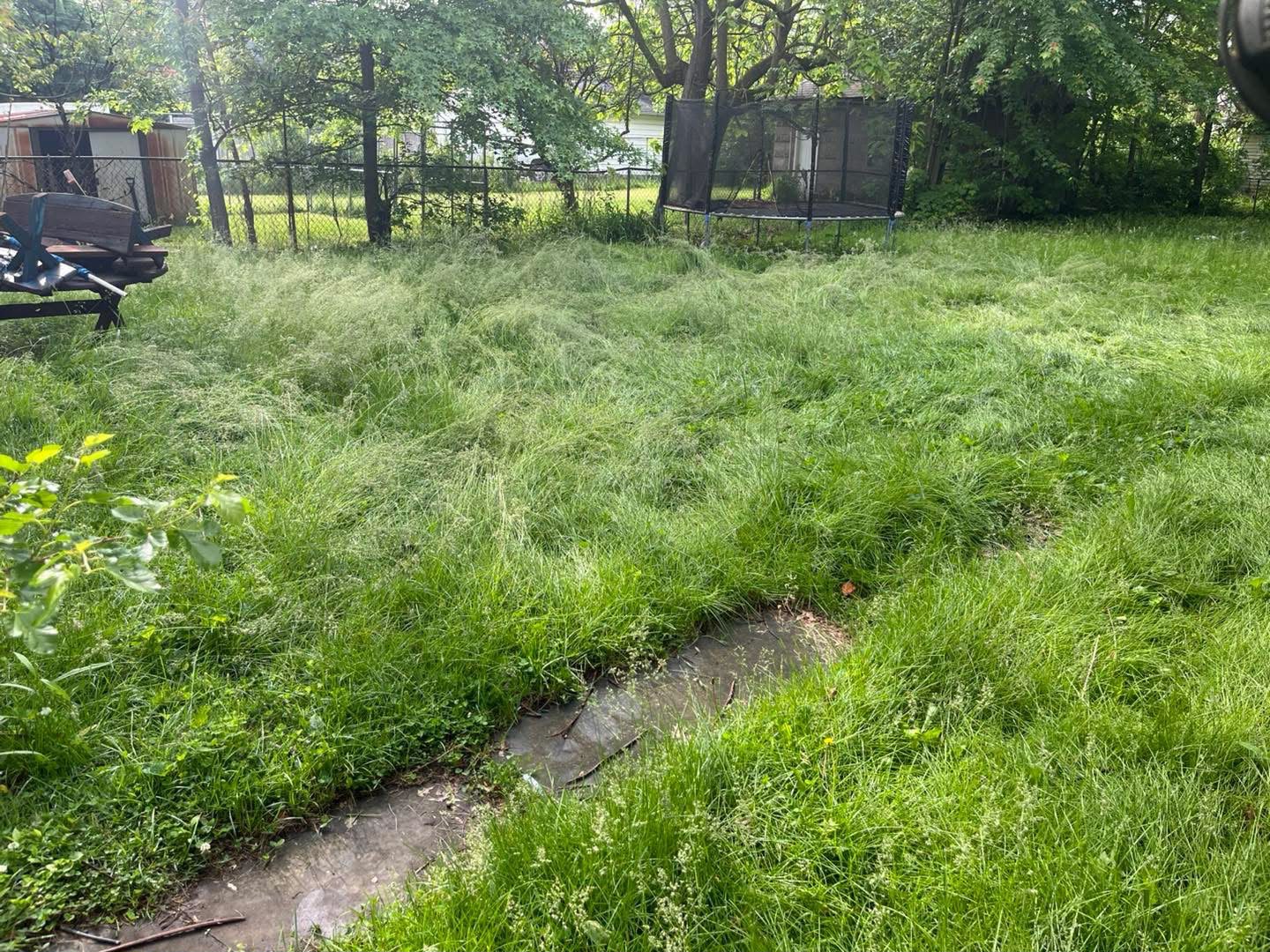 Overgrown lawn before mowing